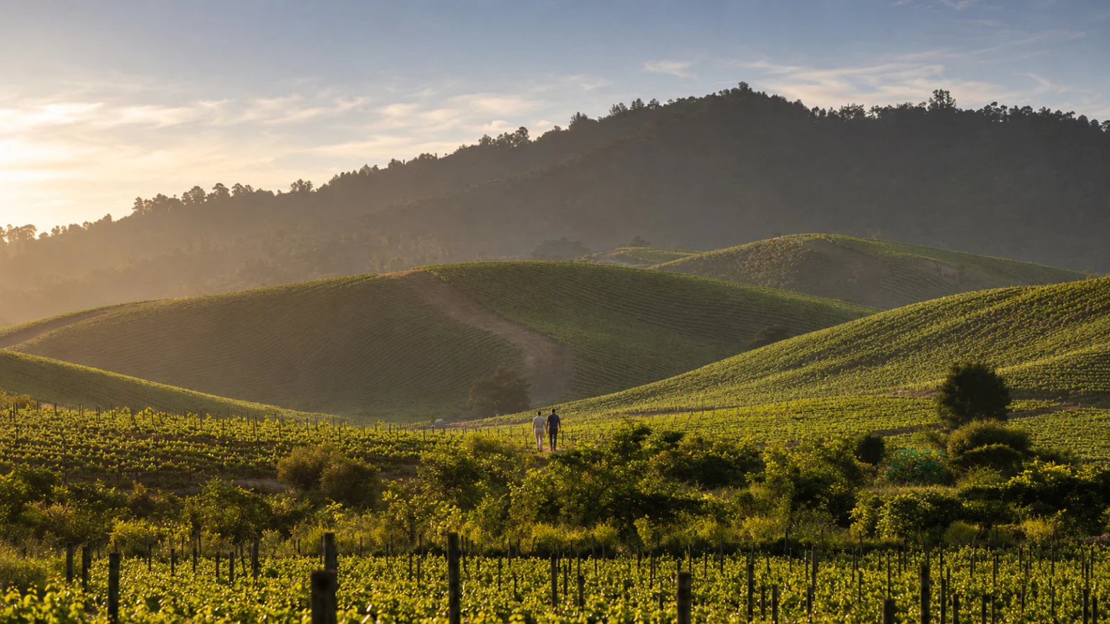 Wine tour privado al Valle de Casablanca